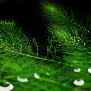 마츠모(6촉) - 후경수초 붕어마름 가는잎 새우은신처 빠른성장