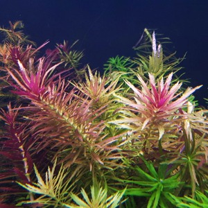뉴오란다 플랜트(2촉) 후경수초 유경수초 수초키우기 붉은색