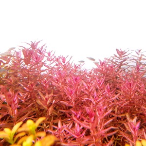 로탈라 마크란도라 바리게이티드(2촉) - 후경수초 유경수초 적색 빠른성장속도 가느다란잎