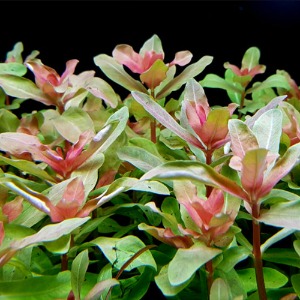 암마니아 그라실리스(3촉) - 후경수초 중경수초 핑크 레드 빠른성장