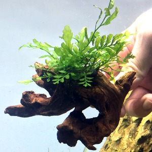 볼티비스 활착유목(10잎 이내) - 수초키우기 음성수초 활착유목수초