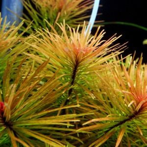 루드위지아 쿠바(1촉) - 후경수초 유경수초 국화꽃모양 꺾꽂이번식