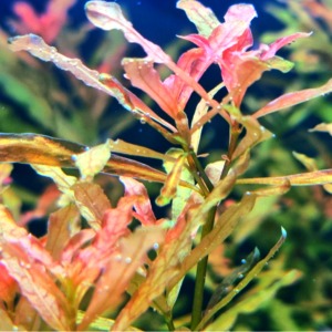 [AD]루드위지아 인클라타 레드(3촉)후경 수초 키우기 새우 구피 은신처 놀이터 초보자 어항 장식