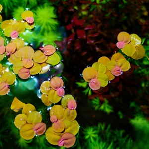 [AD]필란터스 플루이탄스(5뿌리) 부상수초 키우기 새우 구피 은신처 놀이터 초보자 어항 장식