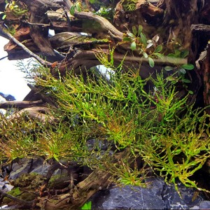 루드위지아 토네이도(3촉) - 초보자용 수초 중경수초 느린성장속도