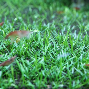 코브라글라스(5뿌리) - 전경초 초심자용 수초 22-26도 수온용 수초키우기 느린성장속도