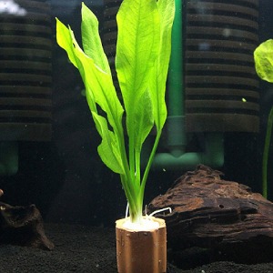 아마존 소드 플랜트(1뿌리) - 후경수초 대형수초 초보자용수초 빠른성장