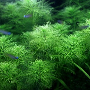 밀리오필름 마토구로센세(3촉) - 후경수초 솔방울모양잎 빠른성장 치어은신처