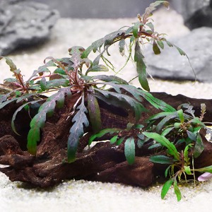 피나디피다 활착유목 - 수초키우기 음성수초 활착유목수초