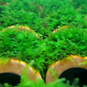 물미역모스(소스컵 1컵) - 수초키우기 음성수초 어항수초