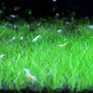 미니헤어재팬(20뿌리) - 전경수초 초심자용수초 느린성장 수초키우기 22-26도 수온용