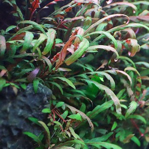 하이그로필라 피나디피다(1촉) - 전경초 초심자용 수초 음성초 유경초 수초키우기