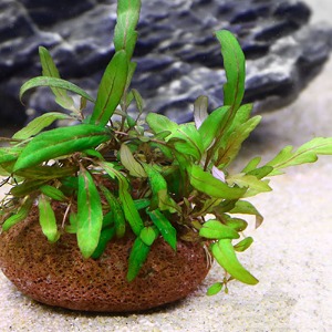 피나디피다 활착스톤 - 수초키우기 음성수초 활착유목수초