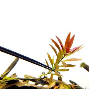 루드위지아(2촉) - 초보자용 수초 중경수초 느린성장속도