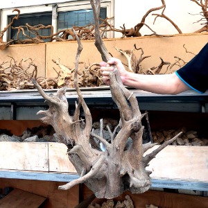 유칼립투스 뿌리 유목 50cm 특대형 대형수조 레이아웃