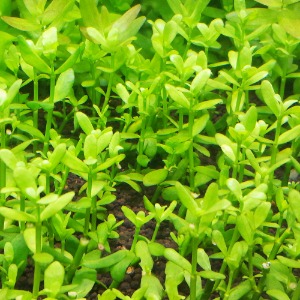 워터 바코파(3촉) - 중경수초 초심자용 두꺼운 잎 어항용수초